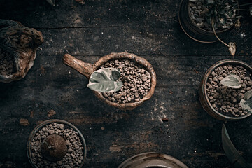 Beautiful small tree in clay pots