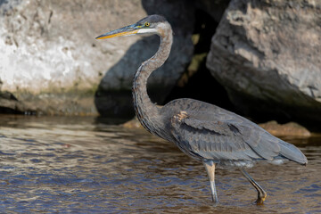 Great blue heron ( Ardea cinerea ) is the largest American heron hunting small fish, insect, rodents, reptiles, small mammals, birds and especially ducklings.