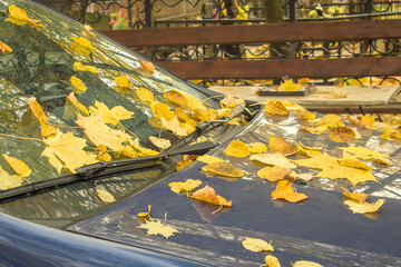 windshield and hood of the car are covered with fallen yellow leaves. Autumn leaf fall.