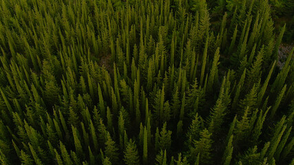 Mountains forest, cypress trees on the hillside, drone photography, aerial view.