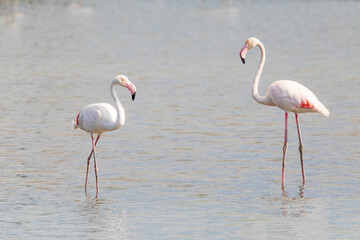 Coppia di fenicotteri, Phoenicopterus, uccello acquatico nella laguna del mare. 