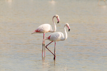 Coppia di fenicotteri, Phoenicopterus, uccello acquatico nella laguna del mare. 