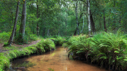 The Rosep is a small river in the Dutch province of Noord-Brabant, Dutch landscape