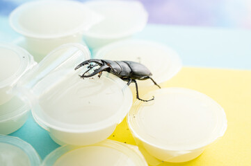 ノコギリクワガタと昆虫ゼリー