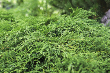 Beautiful green coniferous plant