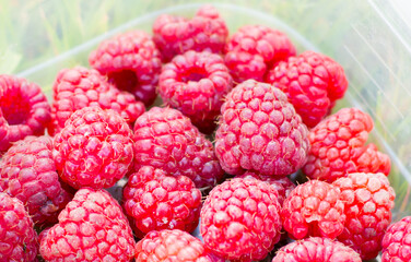 Fresh raspberries harvested from bushes, berries in the garden