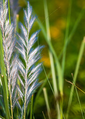 Saccharum spontaneum Grass in field