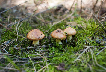 Three young edible mushrooms grow in the forest against the background of moss and needles. Close-up
