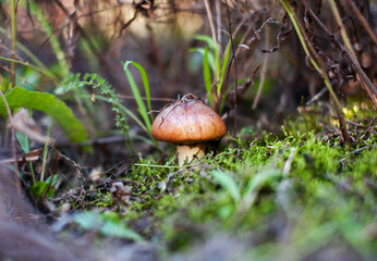 A beautiful little edible mushroom grows in the forest against a background of green moss and grass. Oiler. Macro. Soft focus