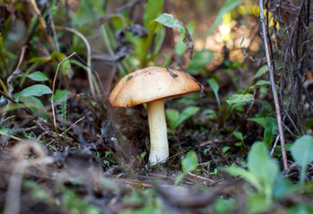 A beautiful edible mushroom grows in the forest against a background of green foliage and needles. Oiler. Macro. Soft focus
