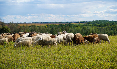 A flock of sheep grazes on a farm meadow. Summer day. Farming and animal husbandry. The sheep eats grass on a self-run