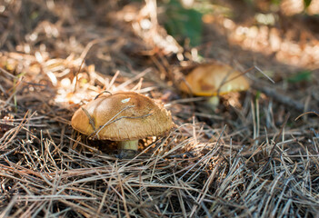 A beautiful brown edible mushroom grows in the autumn forest among dry needles. Close-up. Soft focus. Collecting forest mushrooms