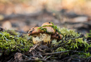 Three small young beautiful edible mushrooms grow in the forest against the background of moss and needles. Macro