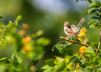 Plain Prinia in contact with you