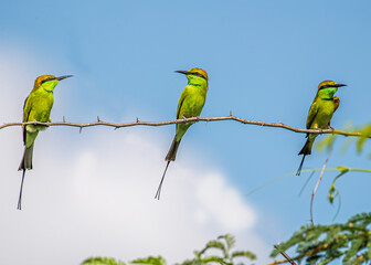 Green Bee Eaters sitting on wire