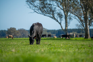 Close up of Angus and Murray Grey beefs Cows eating long pasture in spring and summer.