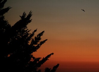 colorful evening sky with silhouettes of a tree and a flying bat