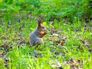 Naklejka na ściany i meble Large portrait of a squirrel sitting on the green grass in the park on a sunny spring day