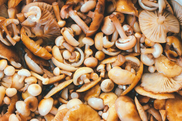 Mix washed Armillaria of different sizes. Mushroom pickers harvest, preparation for canning