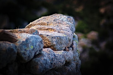 moss on stone