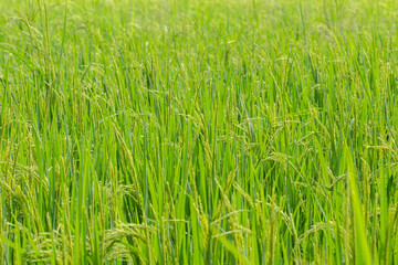 Closer young jasmine rice in season
agriculture industry and the main occupation of the countryside