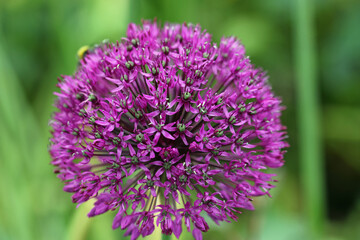 Fototapeta premium Purple dutch garlic flower