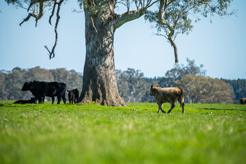Close up of Angus and Murray Grey beefs Cows eating long pasture in spring and summer.