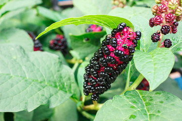 poison ivy in the garden