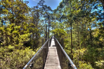 Fototapeta premium Valley of the Giants Tree Top Walk near Walpole, West Australia