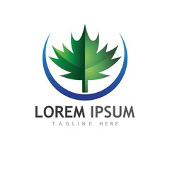 Maple leaf vector illustration