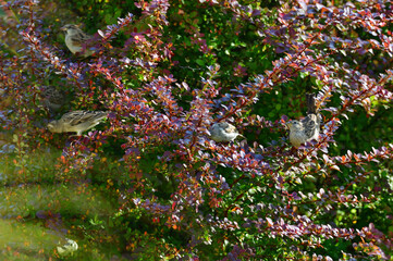 A group of sparrows in the barberry bush in our garden in Bohemia.
Focus is on the right side of the image. 