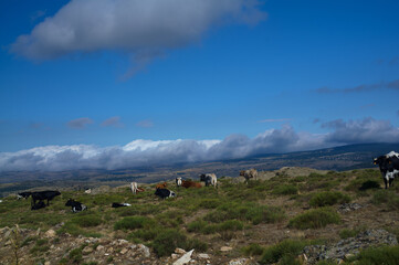 krajobraz góry zwierzęta krowy bydło natura © Piotr