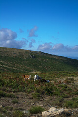 krajobraz góry zwierzęta krowy bydło natura © Piotr