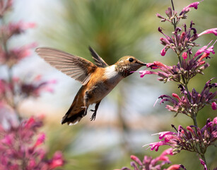 Fototapeta na wymiar hummingbird feeding, bird