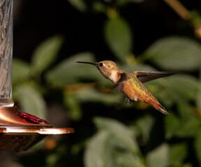 hummingbird feeding, bird
