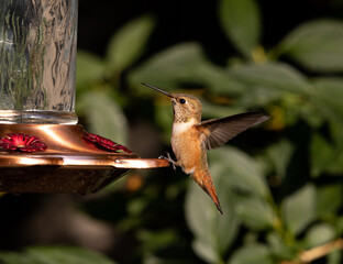 hummingbird feeding, bird