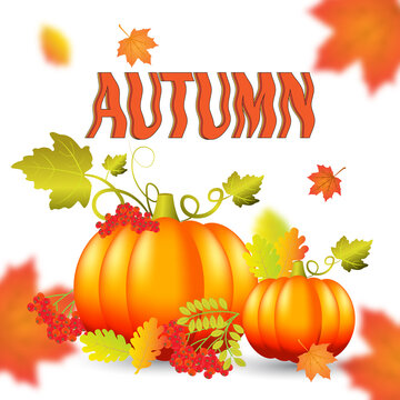 Autumn pumpkin vector image