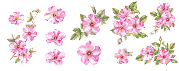 Watercolor elements of blooming sakura. Set garden flowers. Collection botanic illustration leaves, flower and branches.