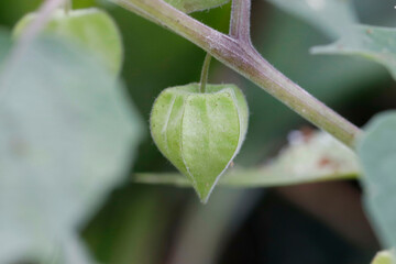 close up of a plant Physalis (ceplukan)
