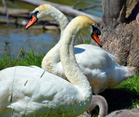 White swans are birds of the family Anatidae within the genus Cygnus. The swans close relatives...