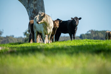 Speckled park, Murray grey, Angus cows and calf grazing on lush pasture. while they enjoy the sun...