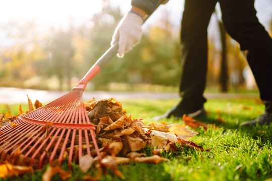 Rake with fallen leavesin the park. Autumn garden works.  Volunteering, cleaning, and ecology concept.
