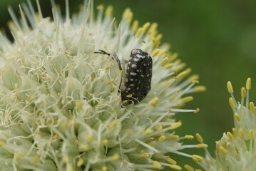 insects 