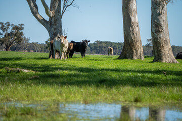Close up of Angus and Murray Grey beefs Cows eating long pasture in spring and summer