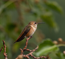 Fototapeta na wymiar hummingbird, flying, perching, bird
