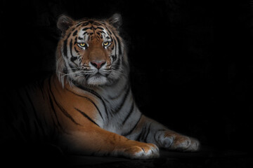 Beautiful yellow-faced proud royal tiger sits stretching out its paws, the expression of the muzzle is important, the Amur tiger is a symbol of the year, isolated black - 457867296