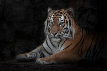 A strong and beautiful tiger sits calmly in the darkness against the background of sal, the Amur tiger is a symbol of strength  confidence