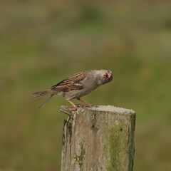 House sparrow with open beak
