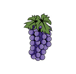 Grape design illustration , suitable for your design needs, T-shirt, logo, illustration, animation, etc.
