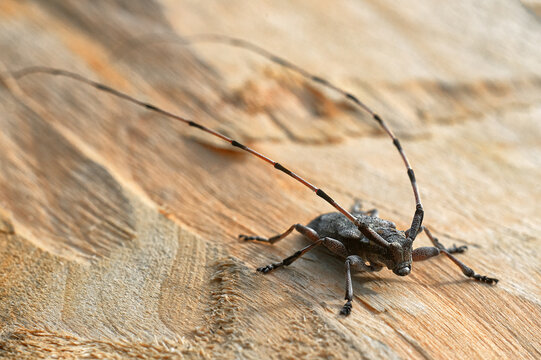 The beetle is a gray long-whiskered woodcutter . Acanthocinus aedilis. Macrophotography.